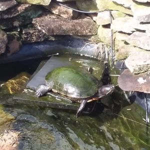 Meet your Posher, Frank